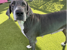 A New Life for Lucielle