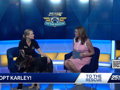 Karley is looking for her Forever Home