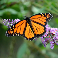 Untitled design (27).png