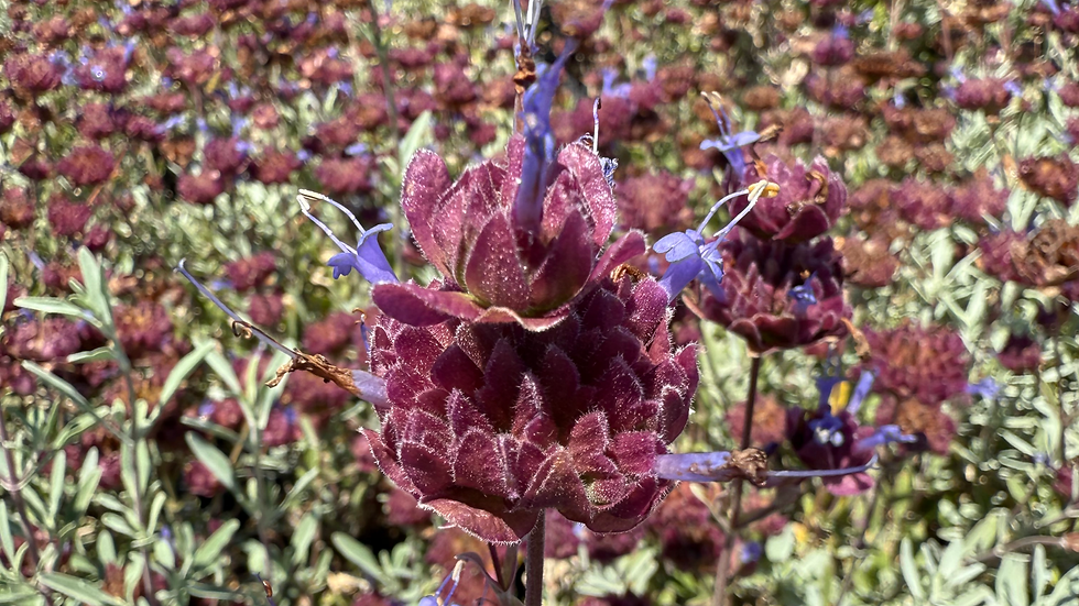 Resilient Garden: Caring for  Plants in Extreme Heat