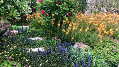 Native desert cottage garden