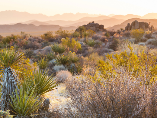 Mojave Desert