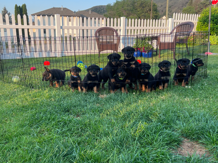 Ckc rottweiler puppies for sale top