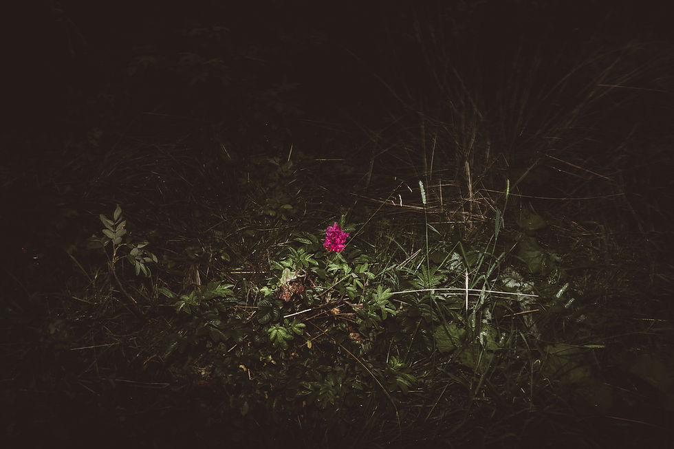 Small flower emerging from dark green vegetation at night, photographed as part of a reflection on green.
