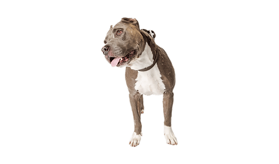 Pitbull cocking its head