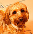 Cockapoo