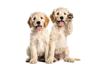 Two Doodle Puppies