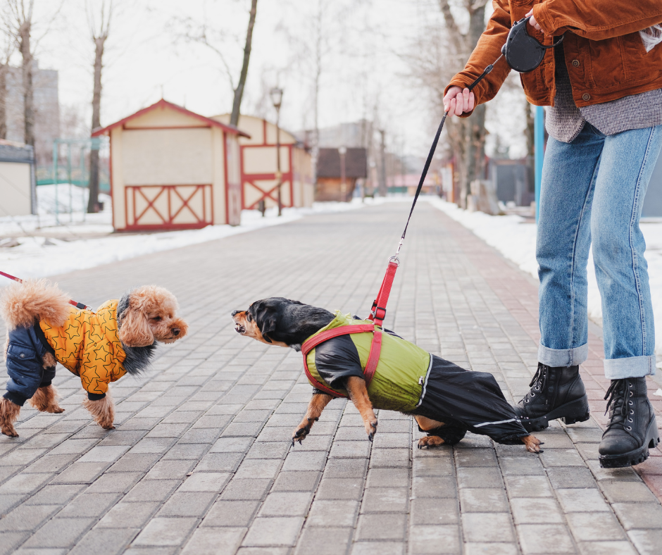 two reactive dogs on lead