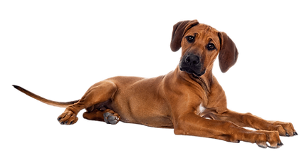 Ridgeback puppy laying down