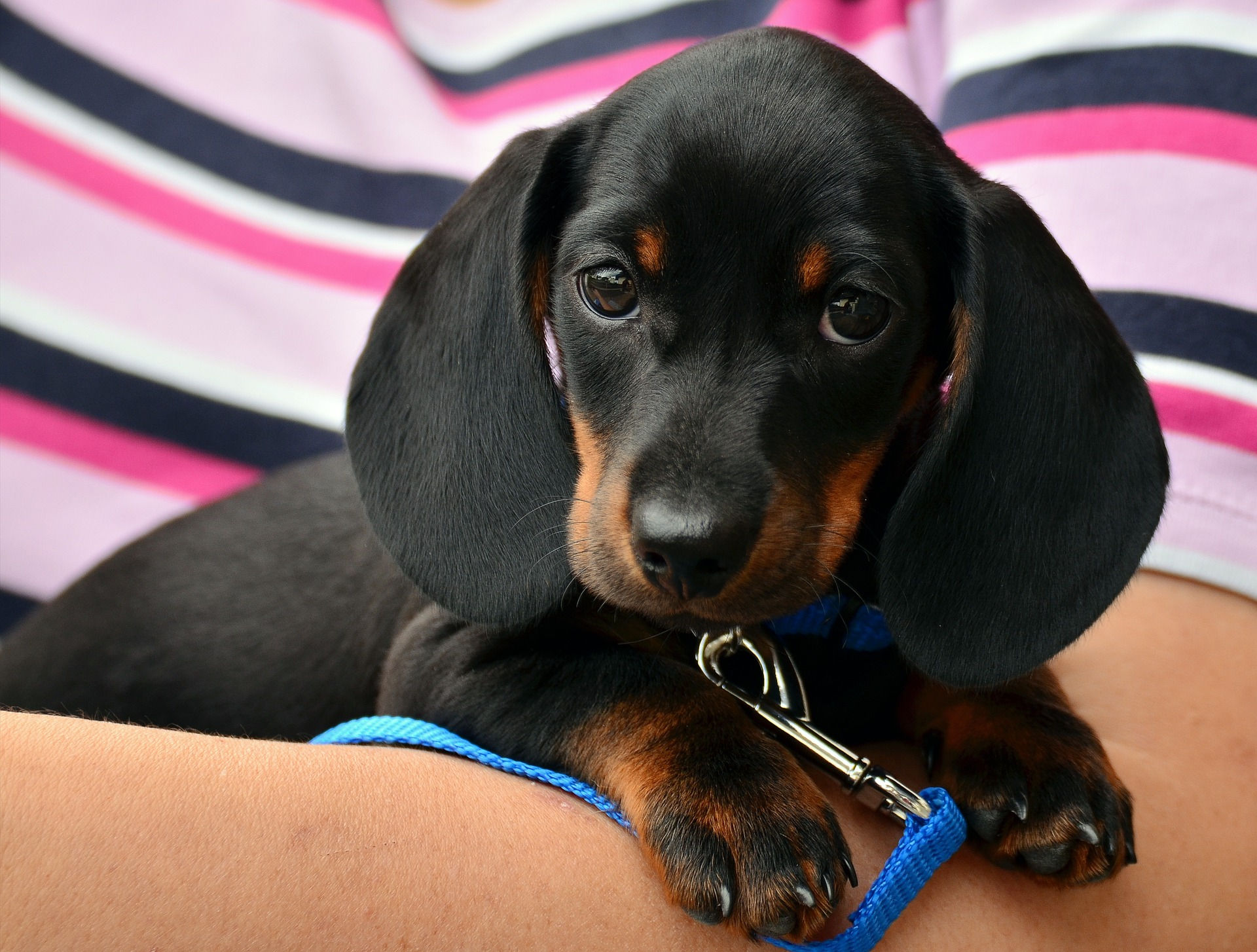 Miniature Duschand Puppy