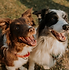 Two Collies.png