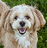 Bichon.png