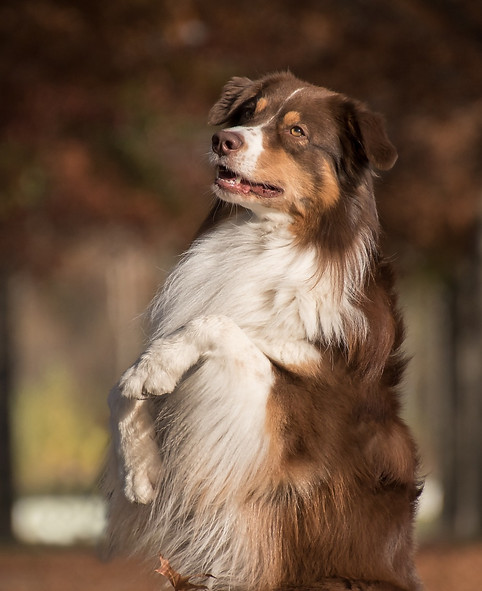 Dog Sitting Pretty