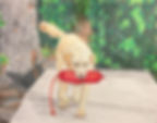 Pet Portrait