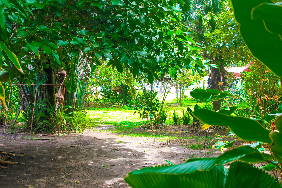 Hotel Tortuguero Beachfront