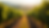 Wide angle view of Wagner Vineyards with rows of grapevines
