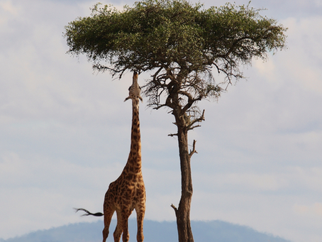 Por que algumas plantas são tóxicas?