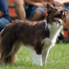 Plantas ornamentais e segurança animal: o que o caso de um cão em SP nos ensina?