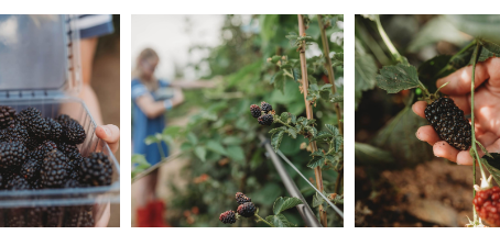 BLACKBERRY FESTIVAL IS THIS WEEKEND!