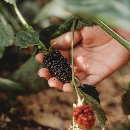 Blackberry Festival
