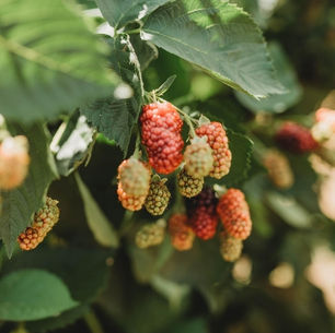 Blackberries and Butterfly's...