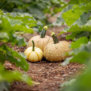 Farm to Table Dinners...