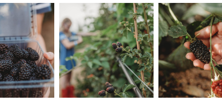 It's Blackberry Season!