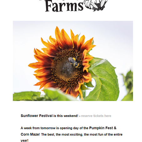 Sunflower Festival