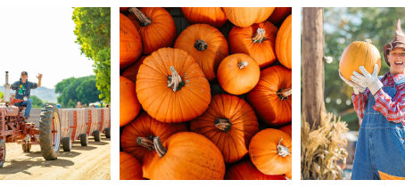 Countdown to Pumpkin Fest and Corn Maze