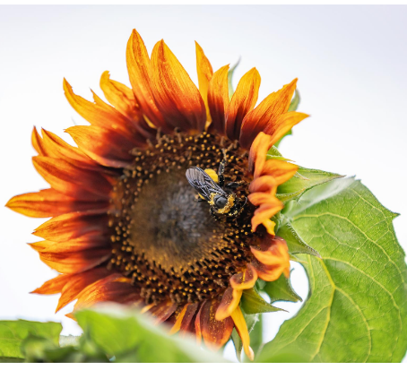 Sunflower Festival!