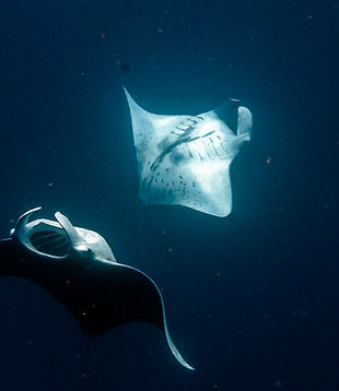 Conflict_Islands_mantas_feeding_2020_Migration_Media_Underwater_imaging.jpg