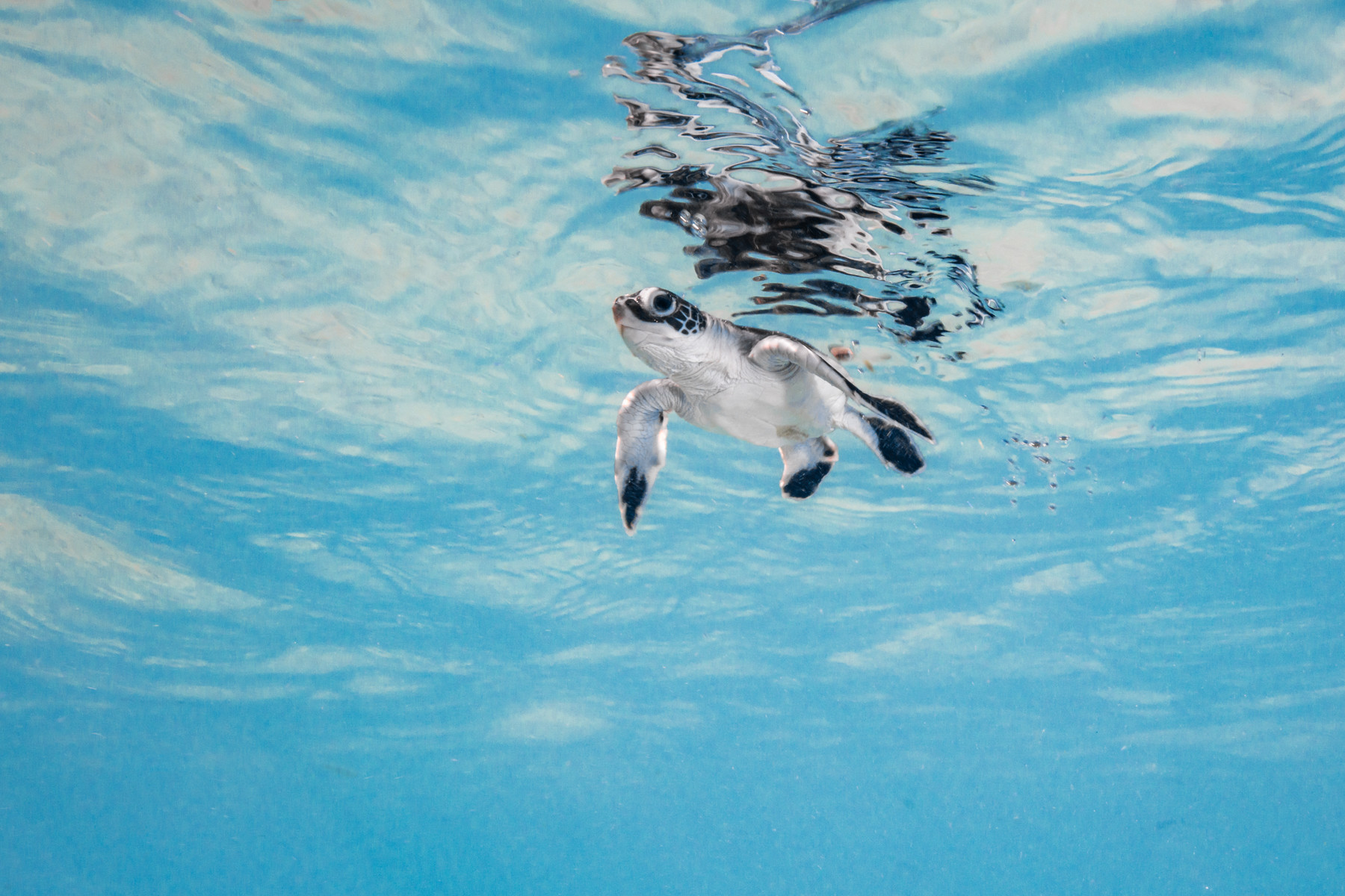 TURTLE PROGRAM SUPPORT | CICI 2024