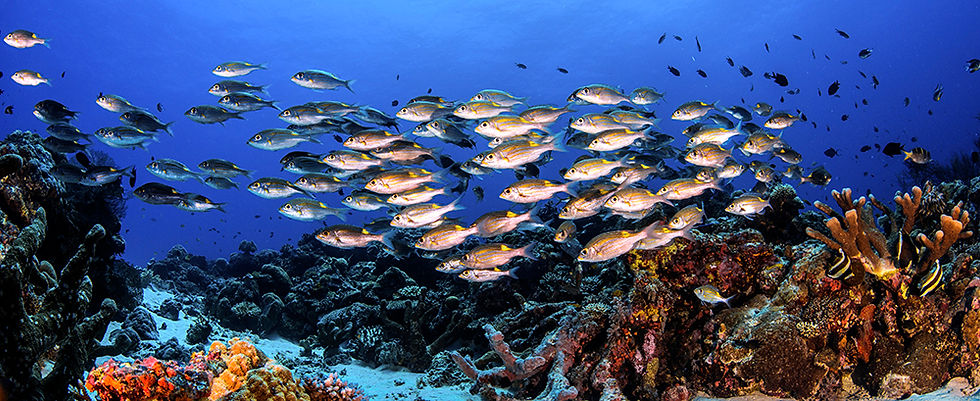 Live corals means more fish