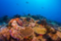 diverse coral reefs