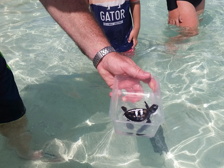 The Turtles’ First Cruise Ship