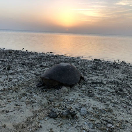 New research shows seawater irrigation could help reverse male sea turtle drought 