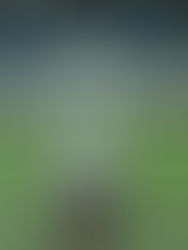 Conmebol definiu Bueno Aires, como final da Libertadores de 2024