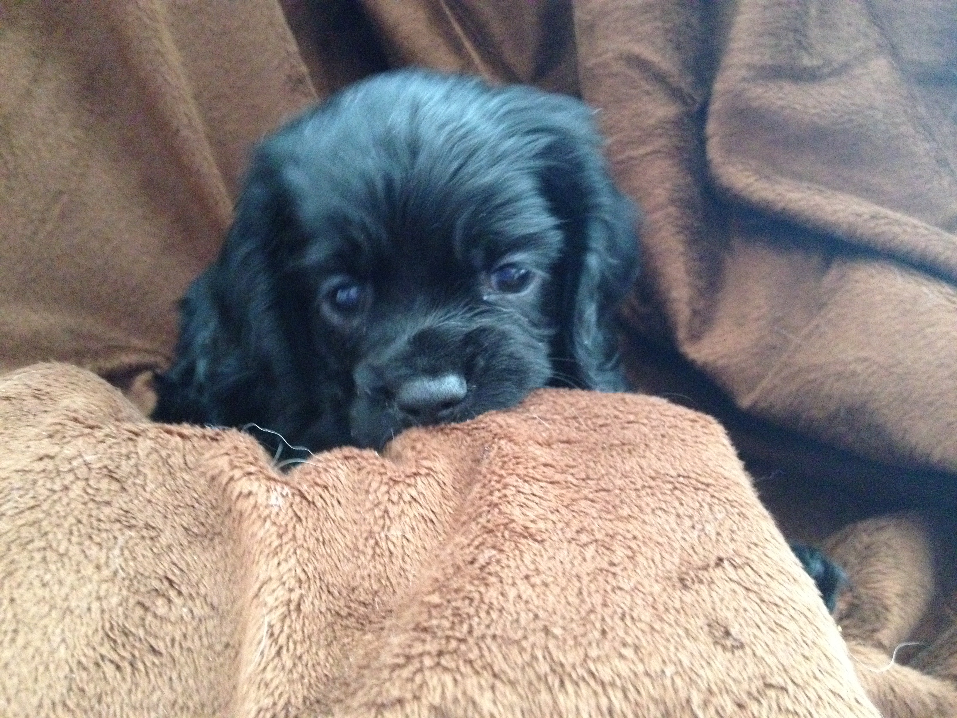 Silver Ridge Kennels American Cocker Spaniels