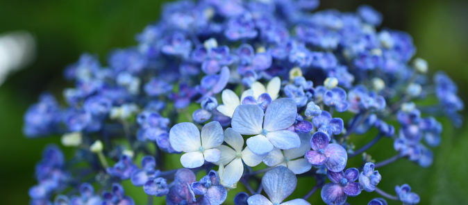紫陽花