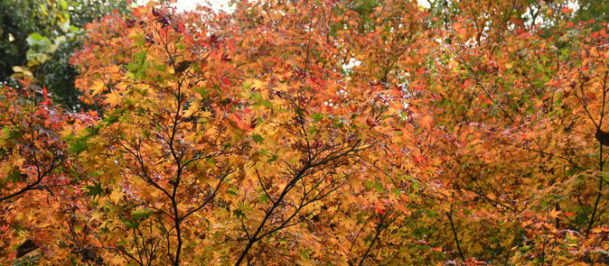 紅葉が見頃です
