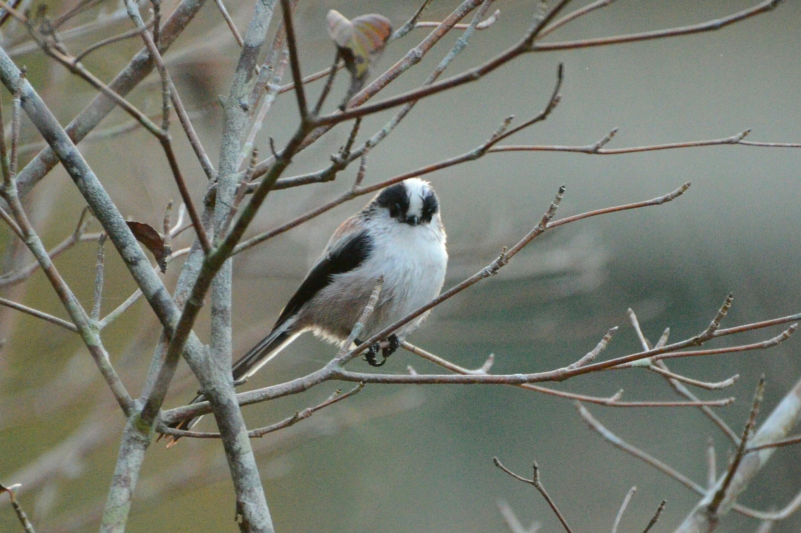 野鳥ギャラリー自家焙煎珈琲萌香筑紫野市のカフェ