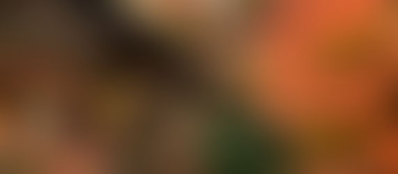 紅葉が見頃です