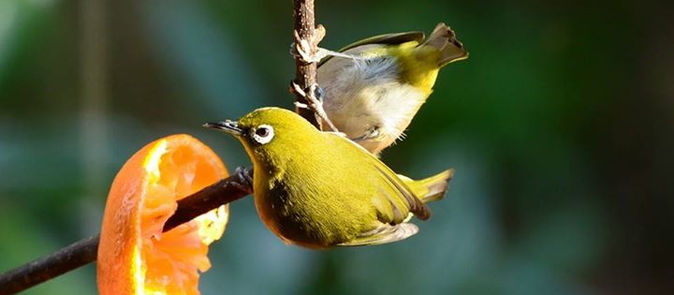 2月11日（祝日）の営業について
