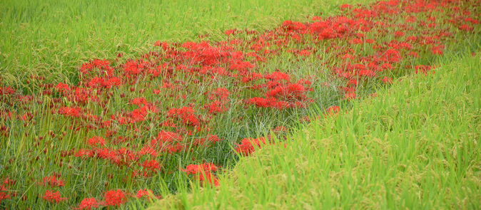 9月17日(日)の営業について