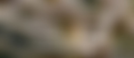 カシラダカ│筑紫野市で見られる野鳥