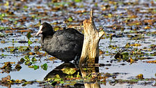 IMG_E7595.JPG