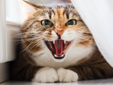 The "Frisky Feline's" Guide to Feline Stress