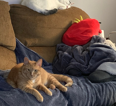 orange cat and white cat on a couch