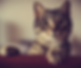 a tabby cat looking forward