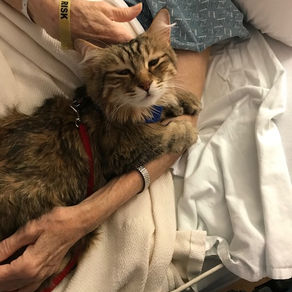 Paws With a Purpose: Inside the Quiet Power of Therapy Cats